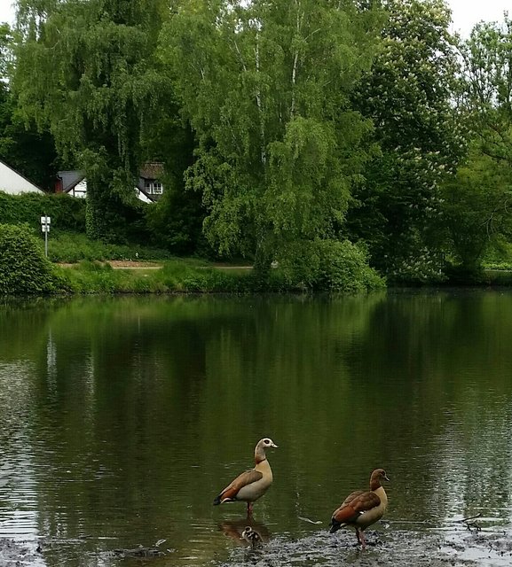 ....ein schönes Paar