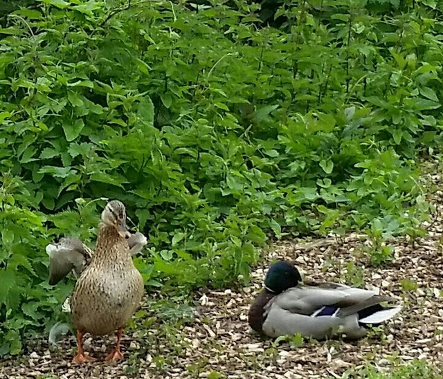 Guck mal, wie schön ich bin ....