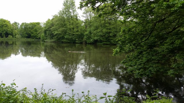 Die Kanadagänse ziehen ihre Bahn.