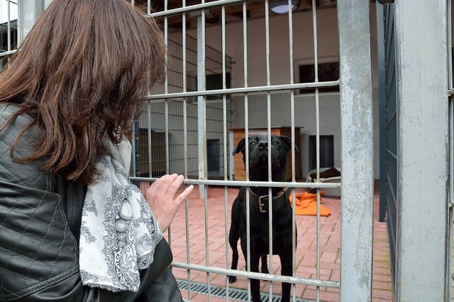 Sommerfest 2015 im Tierheim Gelsenkirchen.Foto:Kurt Gritzan