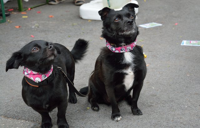 Sommerfest 2015 im Tierheim Gelsenkirchen.Foto:Kurt Gritzan