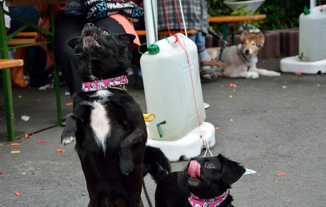 Sommerfest 2015 im Tierheim Gelsenkirchen.Foto:Kurt Gritzan