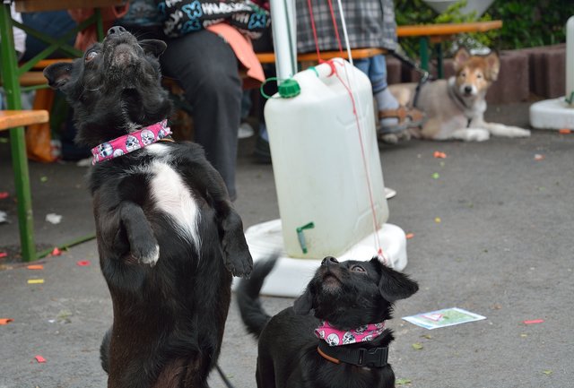 Sommerfest 2015 im Tierheim Gelsenkirchen.Foto:Kurt Gritzan