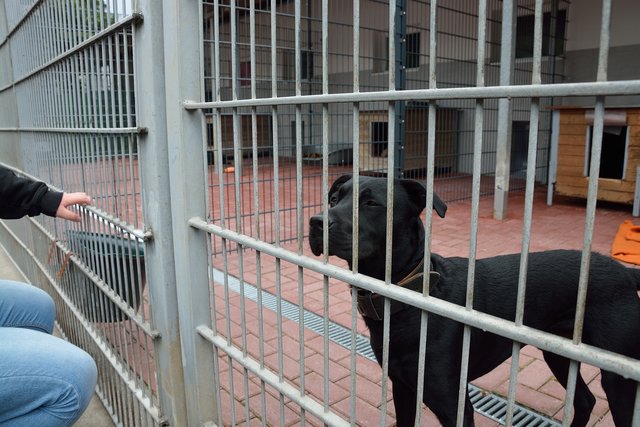 Sommerfest 2015 im Tierheim Gelsenkirchen.Foto:Kurt Gritzan