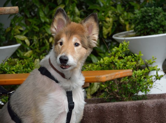 Sommerfest 2015 im Tierheim Gelsenkirchen.Foto:Kurt Gritzan