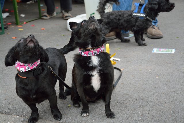 Sommerfest 2015 im Tierheim Gelsenkirchen.Foto:Kurt Gritzan