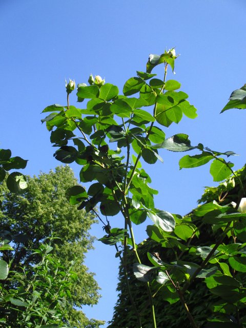 so hoch, dem Himmel entgegen