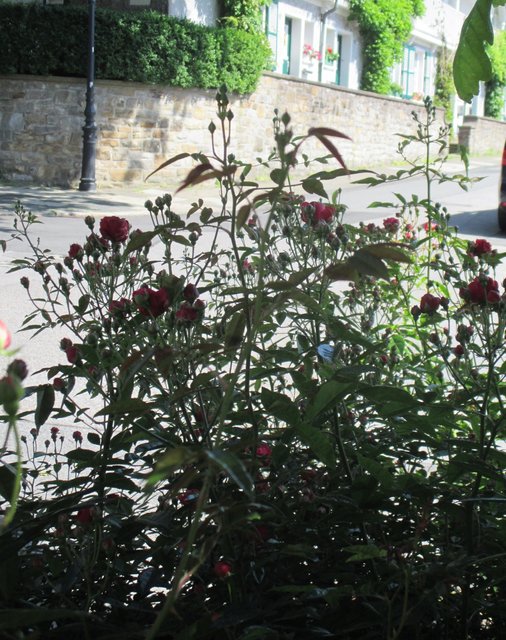 auch am Straßenrand in dieser Gartenstadt Essens´