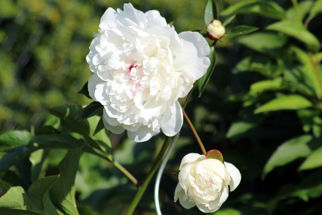 Die weiße Pfingstrose (Paeonia Festiva Maxima) Unna