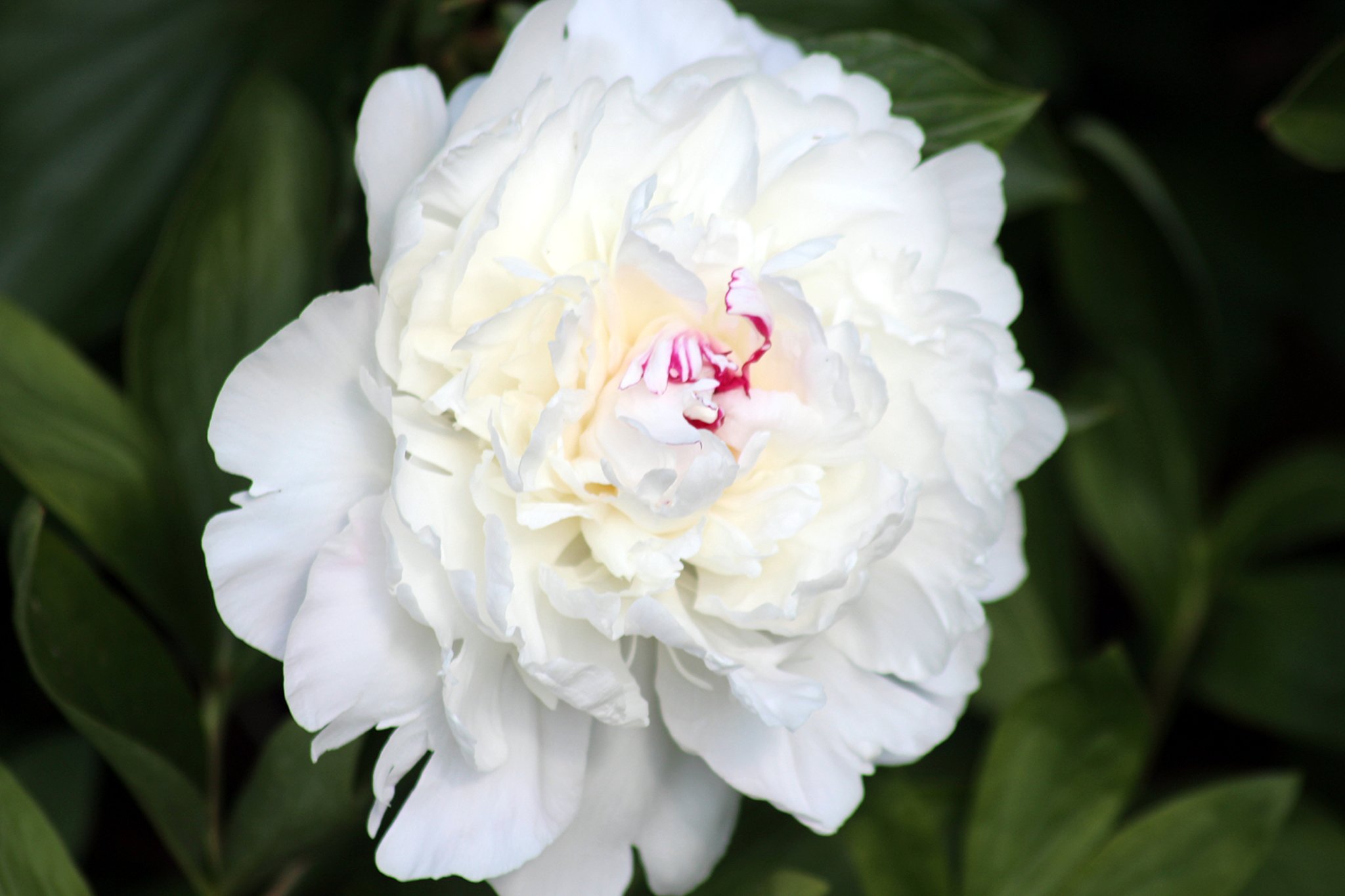 Die weiße Pfingstrose (Paeonia Festiva Maxima) Unna