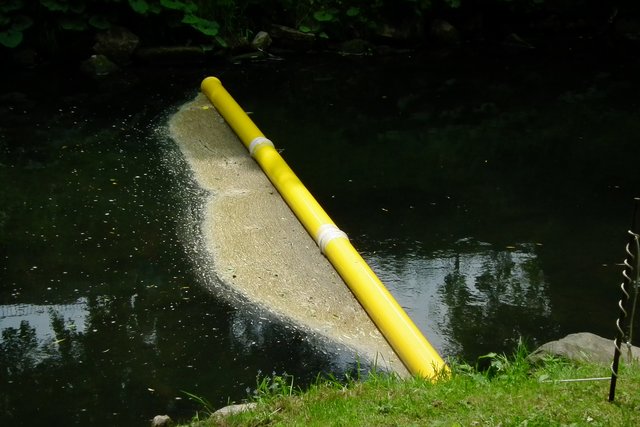 Ab hier starteten die Schmuckenten.