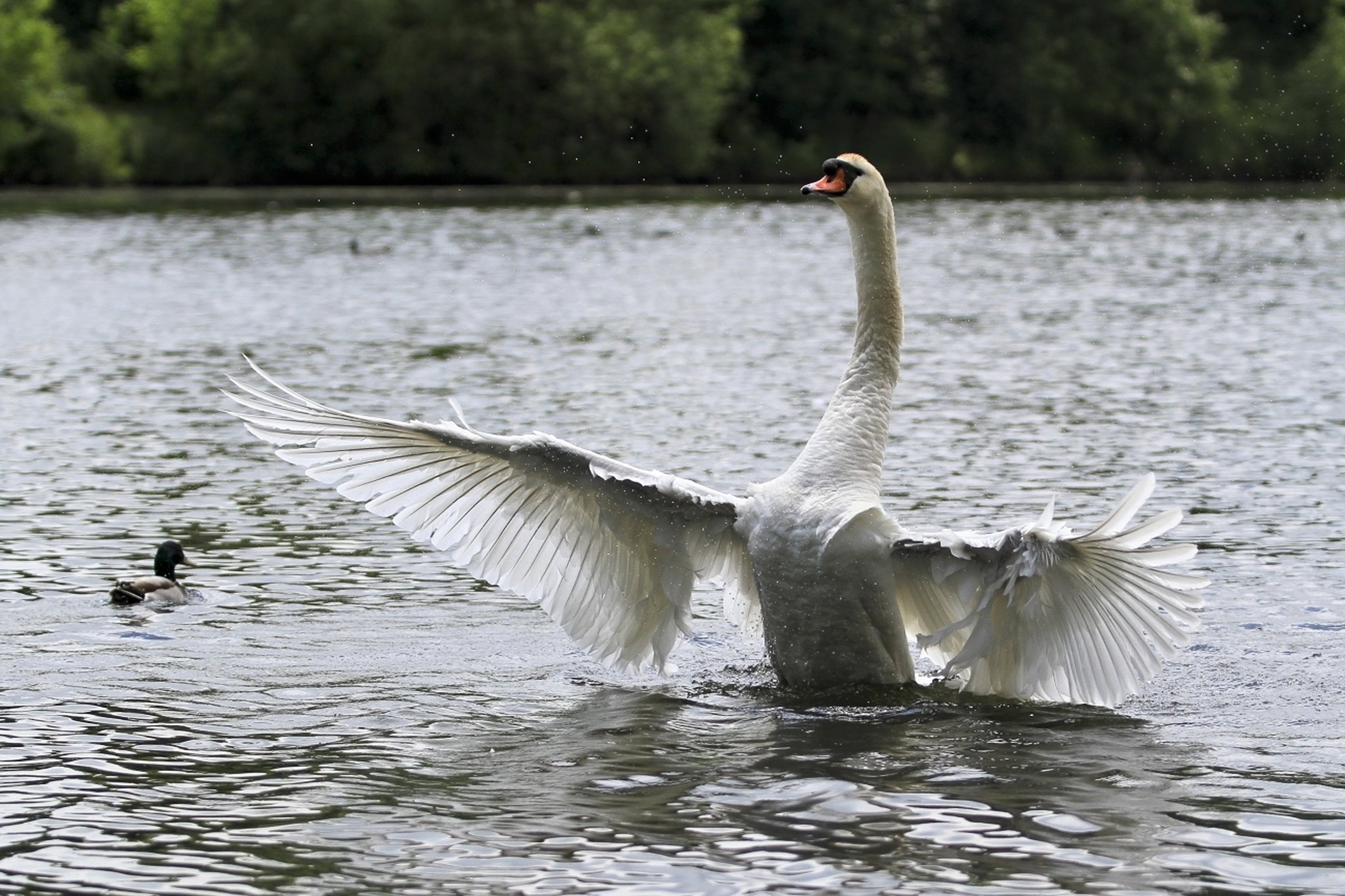 Schwäne am Abtskücher Teich Heiligenhaus