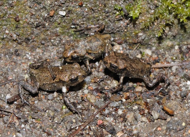 Froschwanderung im Wittringer Wald - Bottrop