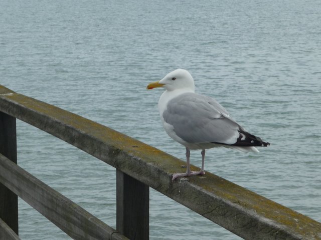 In Grömitz - auf der Seebrücke