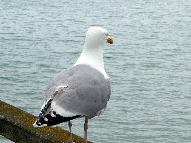 In Grömitz - auf der Seebrücke