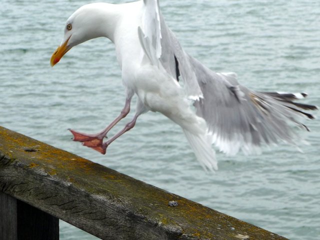 In Grömitz - auf der Seebrücke