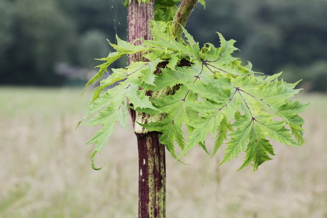 Purpurne Flecken auf dem Stengel sind ein Merkmal des Riesen-Bärenklaus. | Foto: Magalski