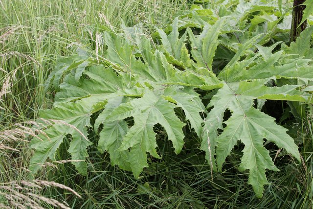 Kinder verleiten die großen Blätter zu Kontakt mit der Pflanze. | Foto: Magalski