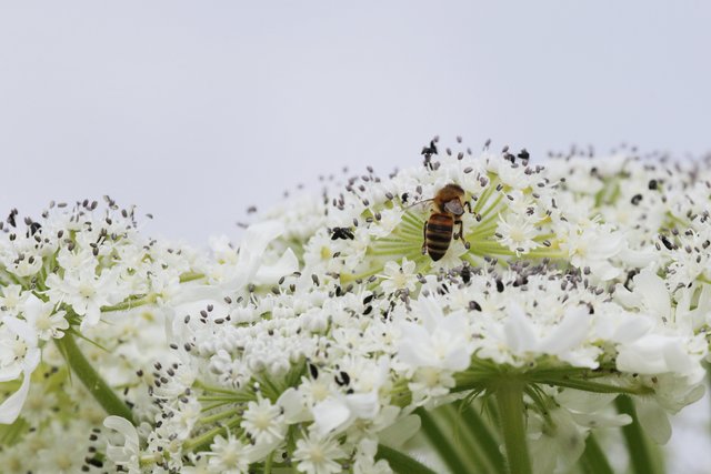 Für Bienen ist die Pflanze eine willkommene Nahrungsquelle. | Foto: Magalski