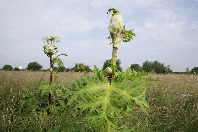 Riesen-Bärenklau wächst an der Lippe nahe des Segelflugplatzes. | Foto: Magalski