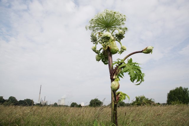 Die Pflanze an der Lippe hat eine Größe von über zwei Metern. | Foto: Magalski