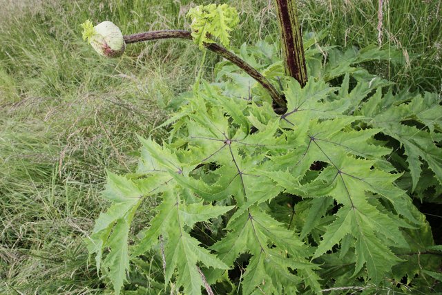 Die Blätter sind - wie alles andere an dieser Pflanze - ebenfalls von stattlicher Größe. | Foto: Magalski