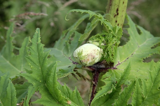 Die Knospe des Riesen-Bärenklaus gleicht einem Hähner-Ei - auch in der Größe. | Foto: Magalski