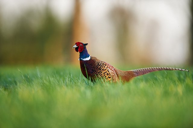 Stefan Rosengarten-Naturfotografie
