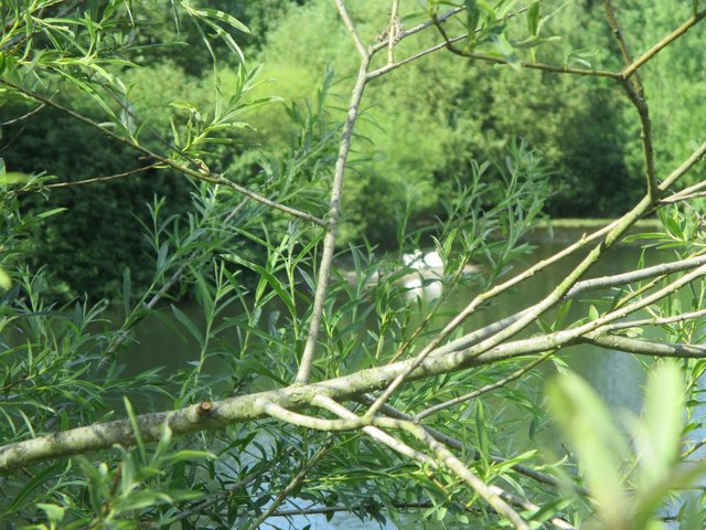 Dickicht, Schwäne, Ruhr ... Heimat