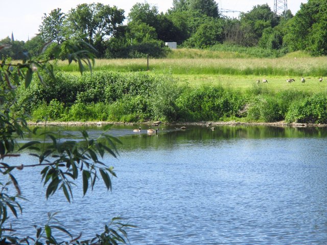 es wird Sommer... hier im JUNI an der Ruhr, in Essen