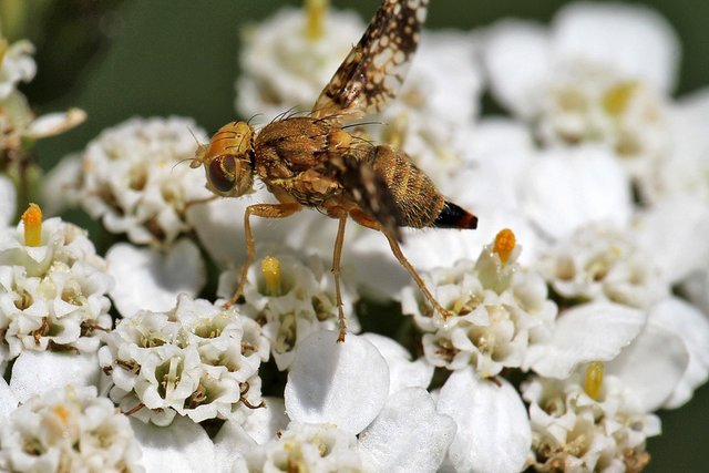 Bohrfliege (Oxyna flavipennis) Unna