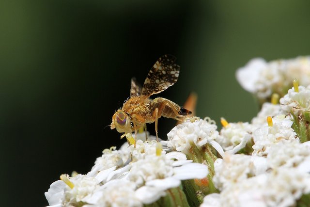 Bohrfliege (Oxyna flavipennis) Unna