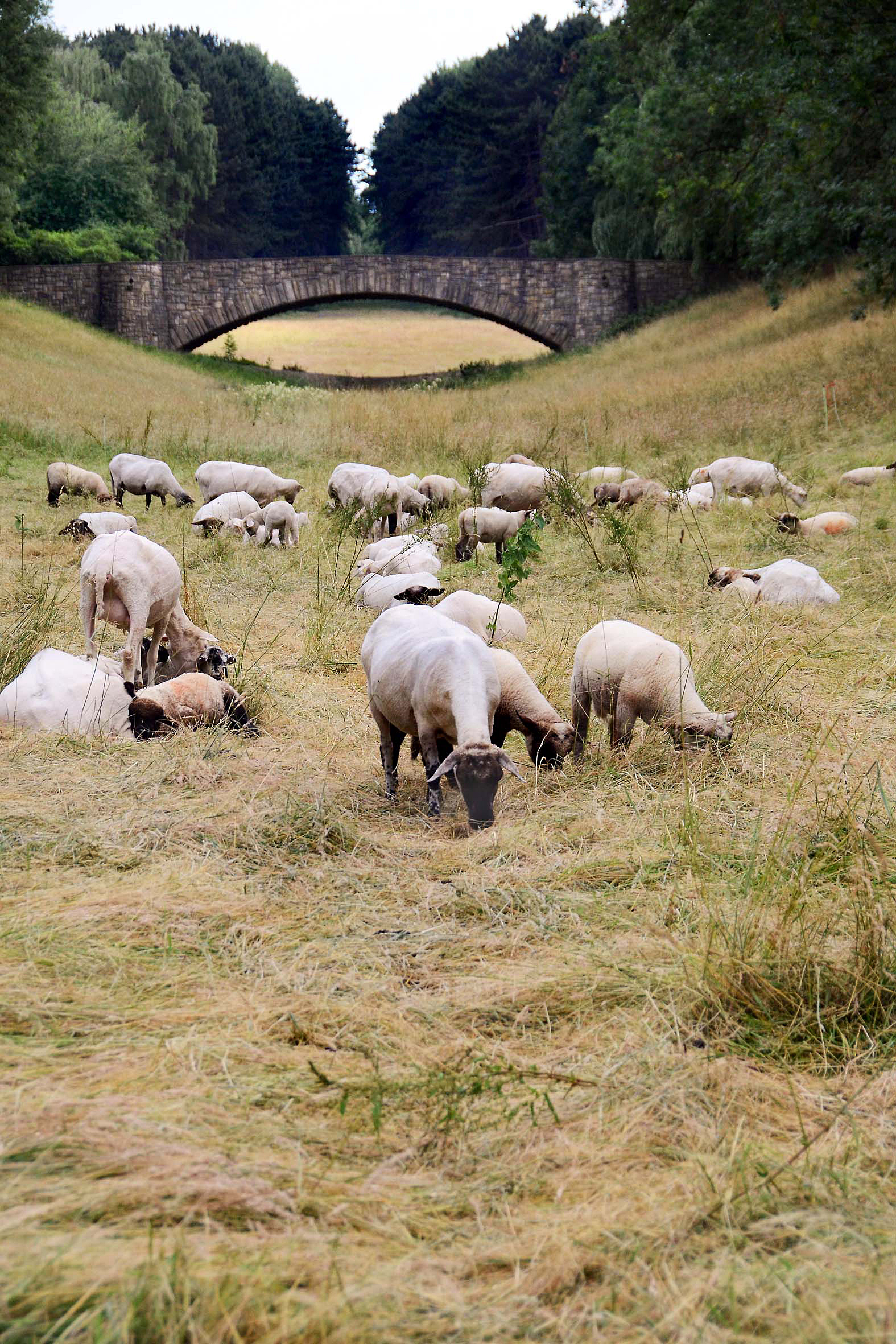 Ein malerisches Bild bieten derzeit wieder einmal 38 Mutterschafe und 50 Lämmer, die die rund 4,5 Hektar große Talwiese im Norden des Dortmunder Hauptfriedhofes beweiden. Seit 2008 schon setzen Umweltamt und Friedhöfe Dortmund auf die lebenden Rasenmäher als schonende Alternative zur aufwendigen Pflege mit Mulch- und Mähgeräten. Und die Friedhofsbesucher lieben die Tiere!