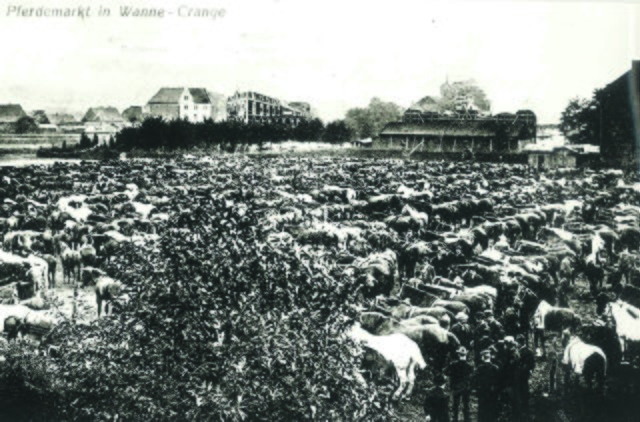 Ein Meer an Pferden. Um das Jahr 1903 ist dieses Foto entstanden, das verdeutlicht, welche wirtschaftliche Bedeutung der Pferdemarkt Anfang des letzten Jahrhunderts noch hatte. Entstanden ist der Pferdemarkt in grauer Vorzeit durch die „Vermarktung“ der Emscherbrücher Dickköppe, die weitgehend wild im damals riesigen Emscherbruch lebten. Foto: WB-Archiv