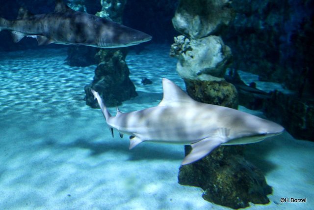 Autor Von Haie Und Kleine Fische