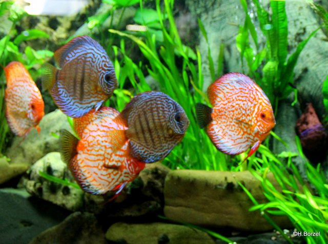 Autor Von Haie Und Kleine Fische