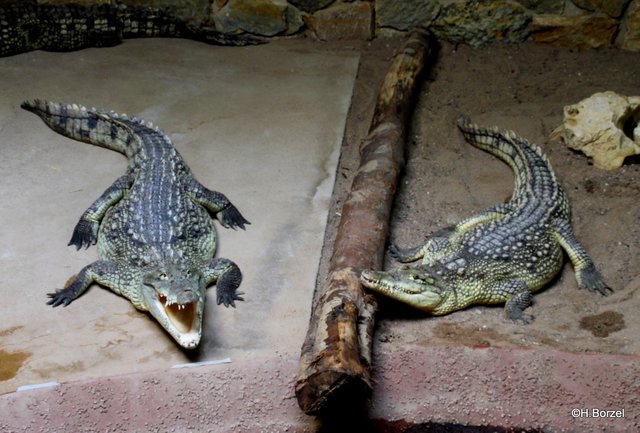 Autor Von Haie Und Kleine Fische