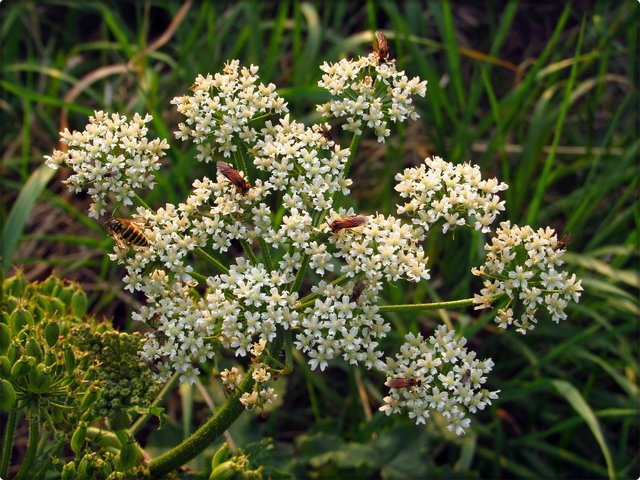 Wiesen-Bärenklau: Tankstelle für zahlreiche Insekten.