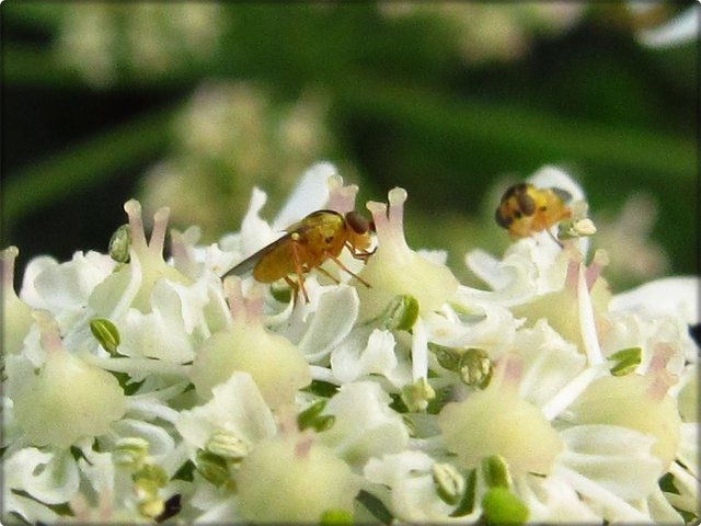 Wiesen-Bärenklau: mit Taufliegen Drosophilidae (auch Obst-, Frucht-, Gär-, Most- oder Essigfliegen genannt).