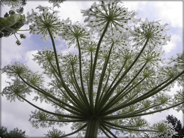 Riesen-Bärenklau: Die imposante Blütendolde im Gegenlicht. | Foto: Urheber: Rob Hille, Diese Datei ist unter der Creative-Commons-Lizenz „Namensnennung – Weitergabe unter gleichen Bedingungen 3.0 nicht portiert“ lizenziert, wiki