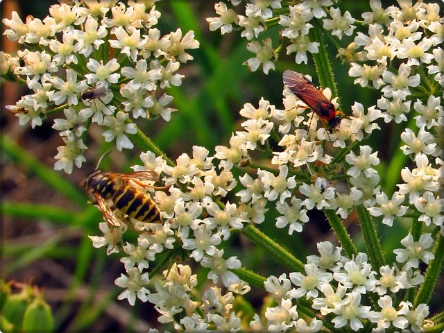 Wiesen-Bärenklau: Auf den folgenden Bildern sind verschiedene Wespenarten zu sehen.