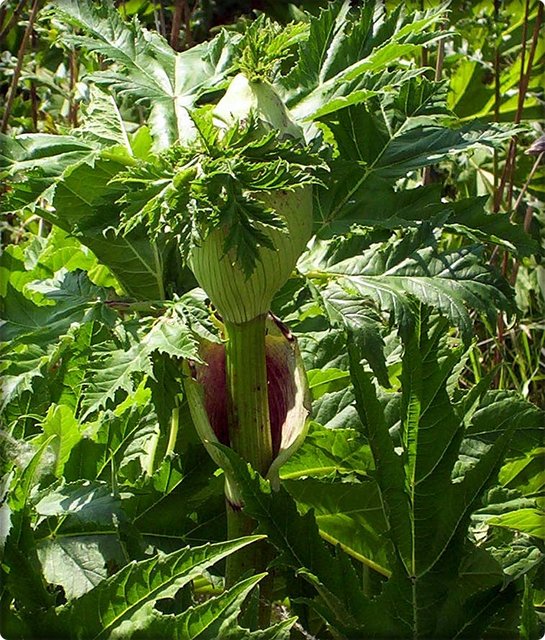 Riesen-Bärenklau: Hier sind die gefiederten Blätter gut zu erkennen. | Foto: Quelle: fotografiert von Appaloosa. This file is licensed under the Creative Commons Attribution-Share Alike 3.0 Unported license, wiki