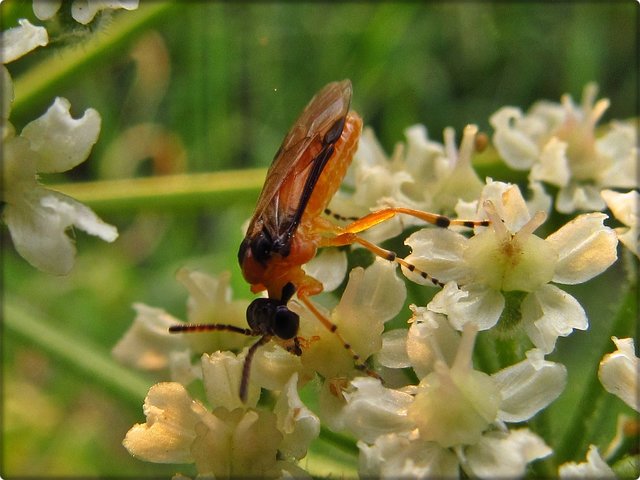 Wiesen-Bärenklau: Unbekannte Fliege