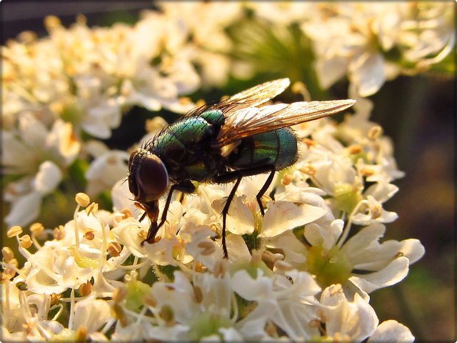 Wiesen-Bärenklau: Schmeißfliege (Calliphoridae)
