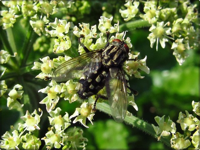 Wiesen-Bärenklau mit unbekannter Fliege