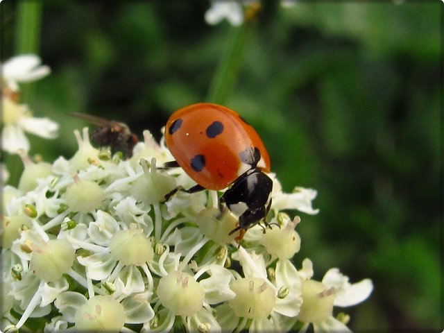Wiesen-Bärenklau mit dem heimischen Marienkäfer (Coccinellidae).