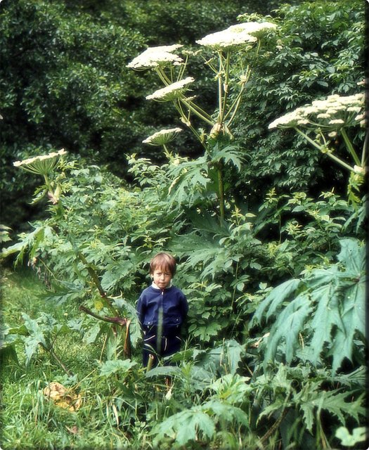 Riesen-Bärenklau - so groß wird man nie ! | Foto: Uploaded by Amada44, Urheber: Udo Schmidt from Deutschland, Diese Datei ist unter der Creative-Commons-Lizenz „Namensnennung – Weitergabe unter gleichen Bedingungen 2.0 generisch“ (US-amerikanisch) lizenziert, wiki