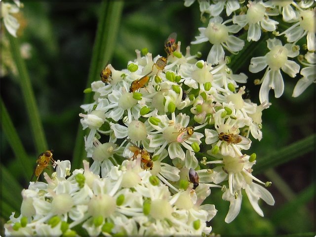 Wiesen-Bärenklau: mit Taufliegen Drosophilidae (auch Obst-, Frucht-, Gär-, Most- oder Essigfliegen genannt).
