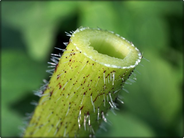 Riesen-Bärenklau: Teil des leicht behaarten hohlen Stengels mit purpurnen Flecken. | Foto: Author	Hajotthu, This file is licensed under the Creative Commons Attribution 3.0 Unported license, wiki