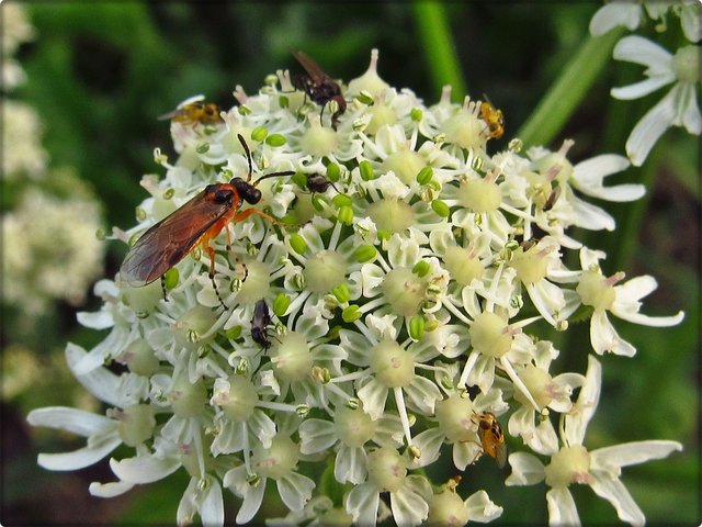 Wiesen-Bärenklau: Unbekannte Fliege & kleine Taufliegen.